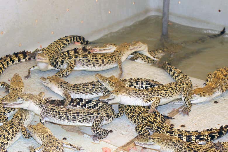 Centro de Conservación de Cocodrilos