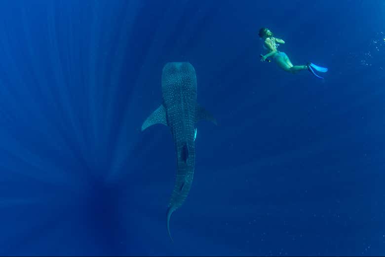 Diving with a whale shark