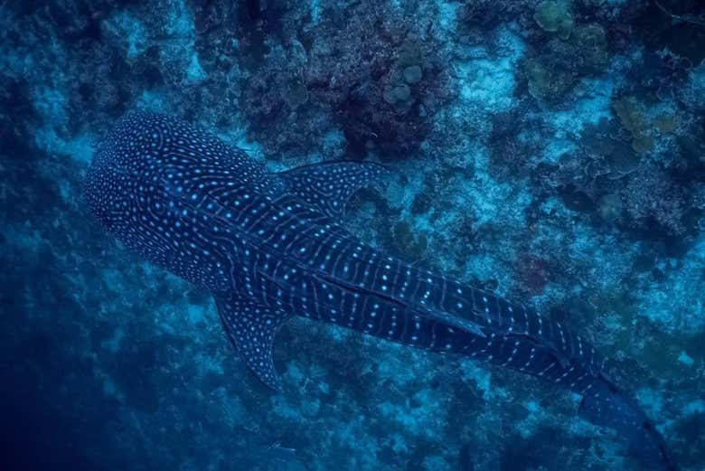 A beautiful whale shark