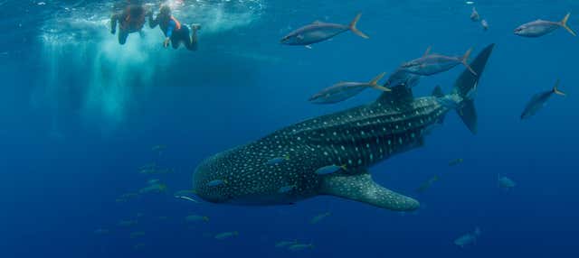 Swimming with Whale Sharks in Puerto Princesa