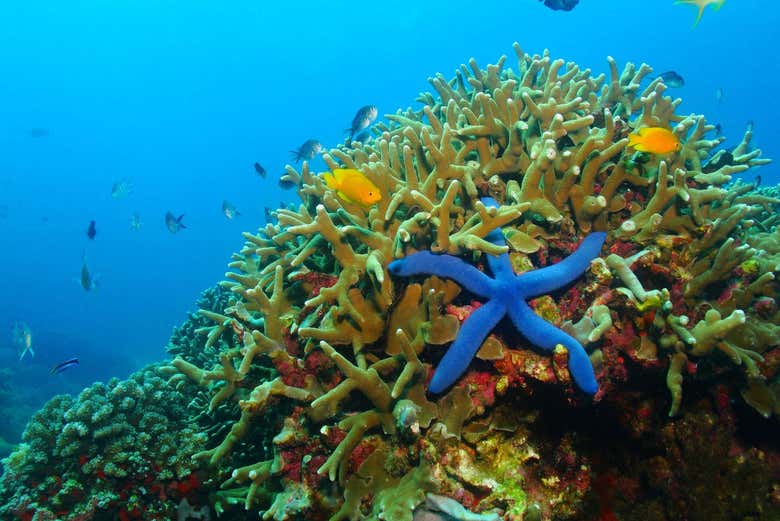 Estrella de mar azul