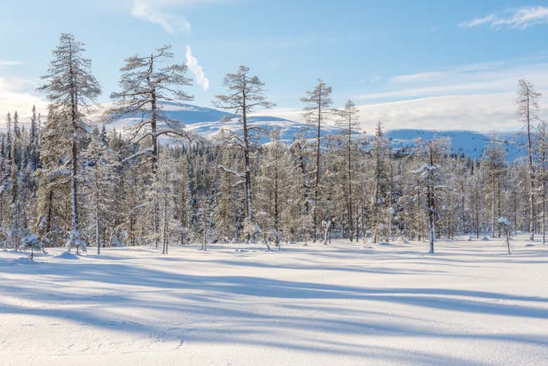 Bosques de Äkäslompolo