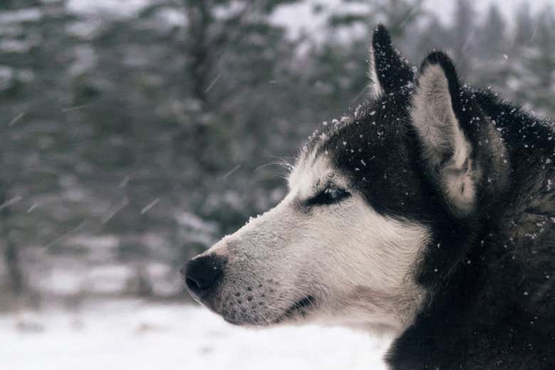 A beleza do husky