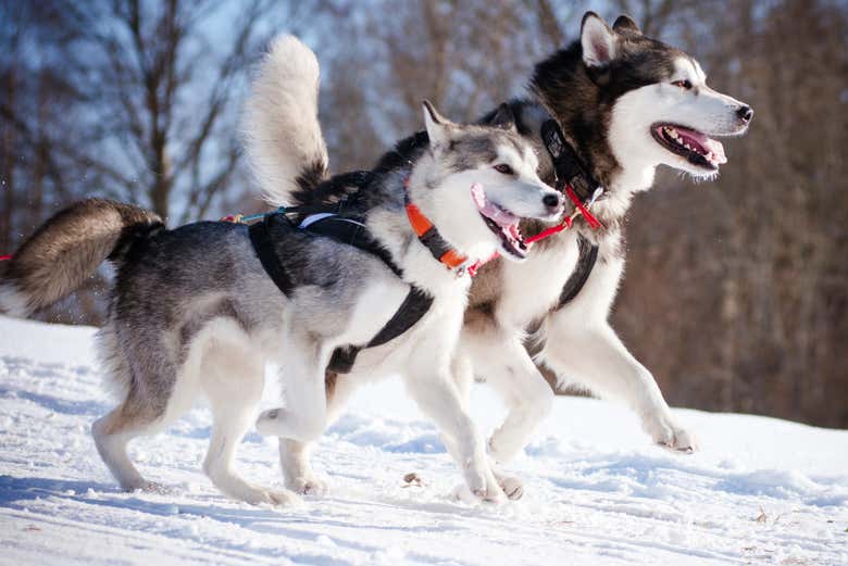 Huskies na Finlândia