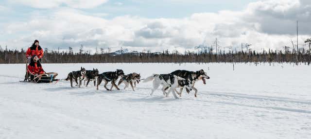 Balade en traîneau tiré par des chiens husky