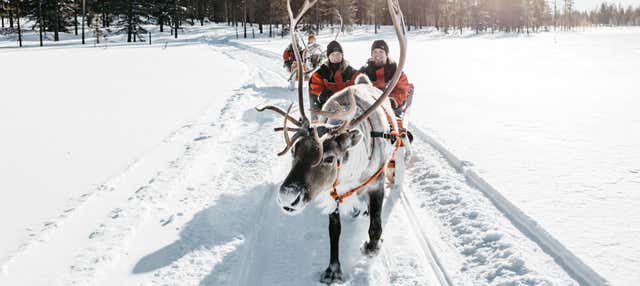 Reindeer Sleigh Ride