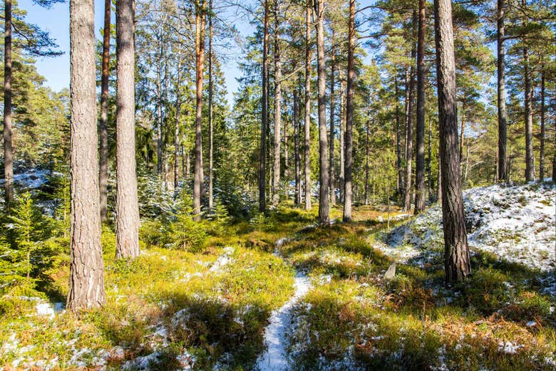 Bosque de Porkalanniemi