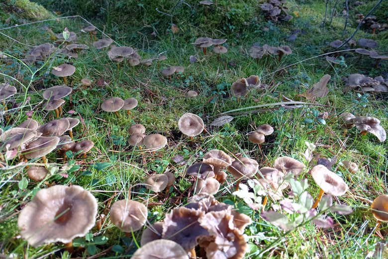 Cueillette de champignons