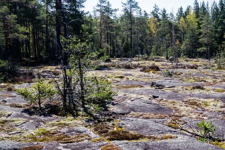 Os encantará la ruta por el Parque Nacional Nuuksio