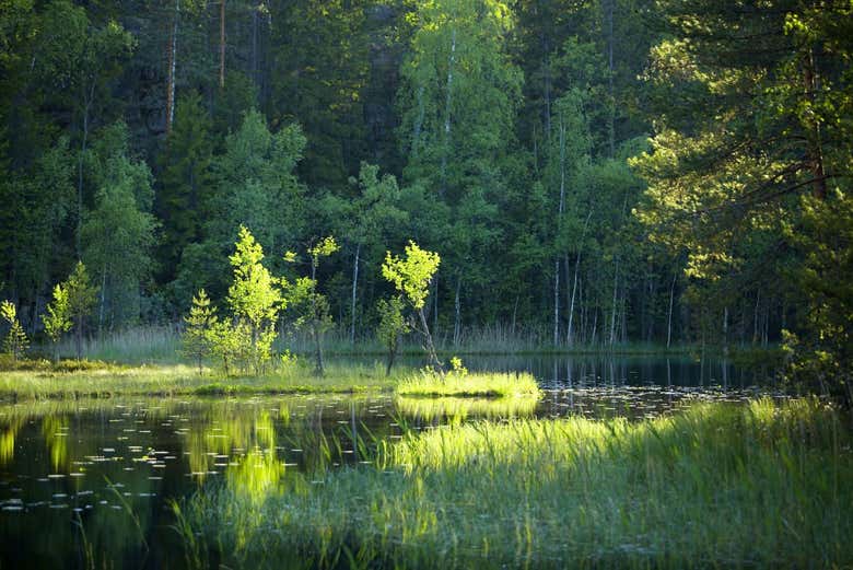 Excursión al Parque Nacional Nuuksio desde Helsinki