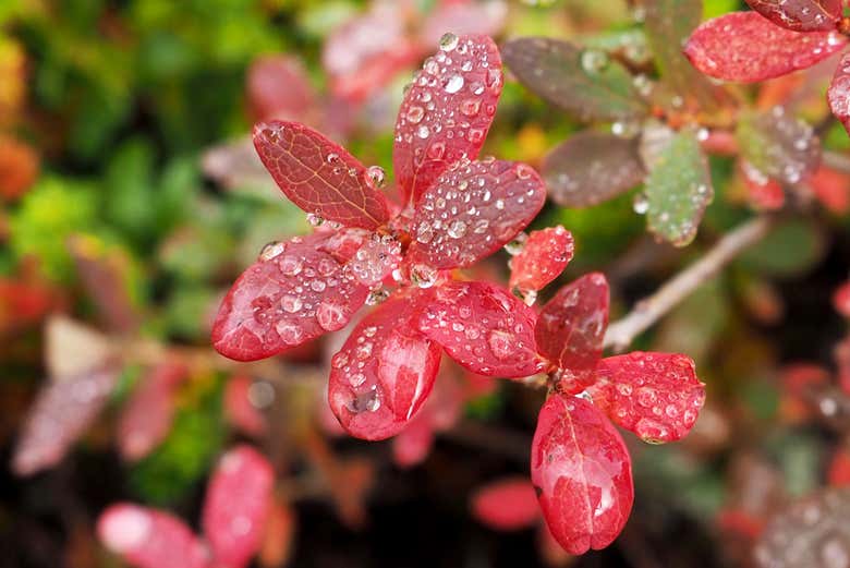 Admirando la flora de Liesjärvi