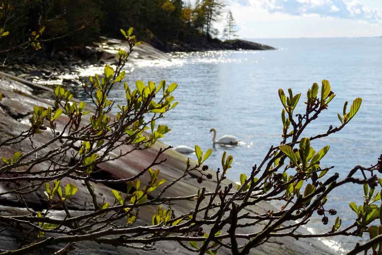 Apreciando os cisnes