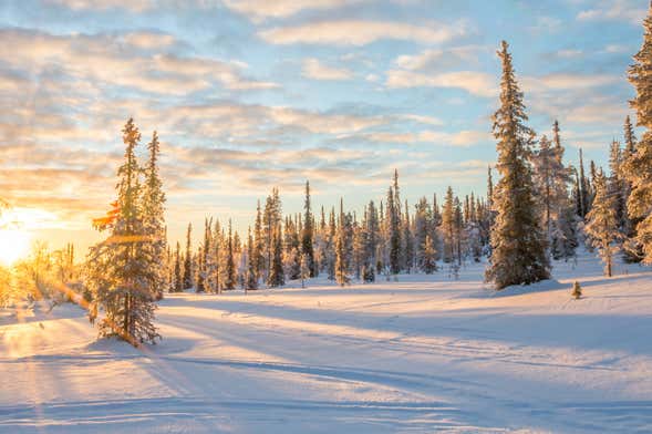 Excursión a Saariselkä + Raquetas de nieve, sauna y almuerzo