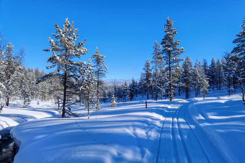 Disfrutaréis de un día en la naturaleza de Saariselkä