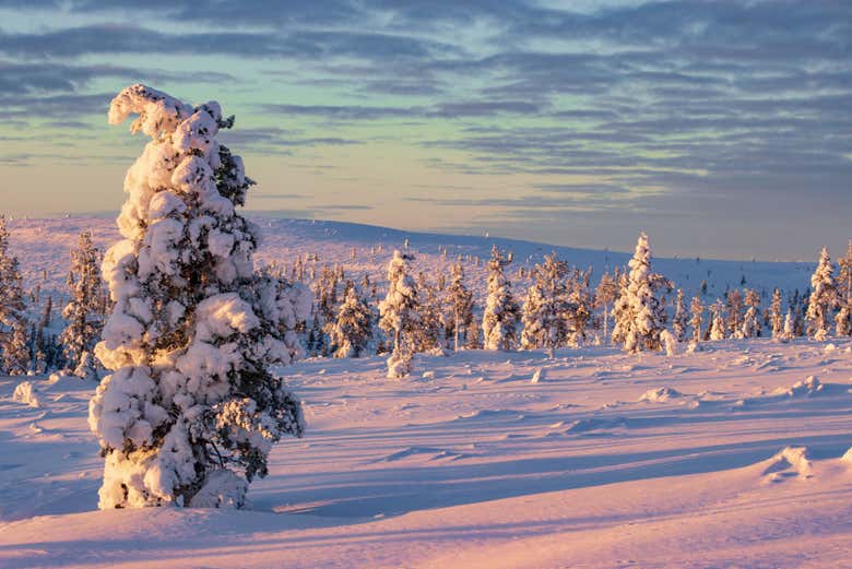 Caminaréis por la tundra finlandesa abierta