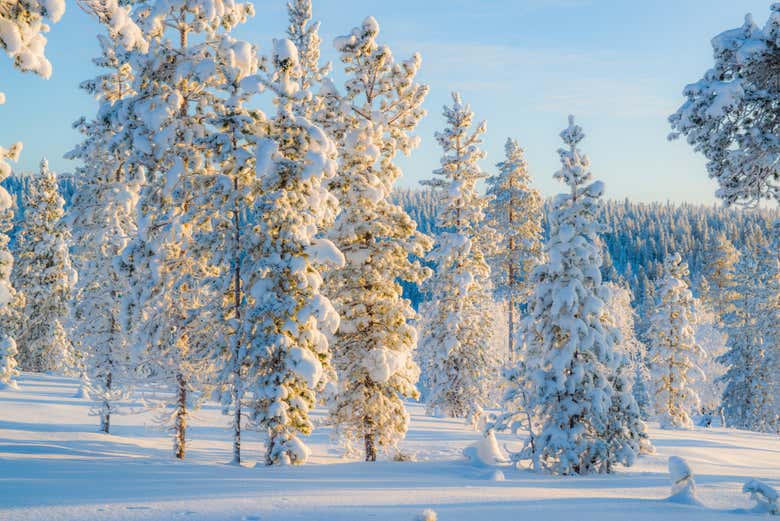 Boschi innevati della Lapponia