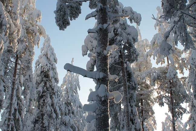 Árboles nevados de Jyväskylä