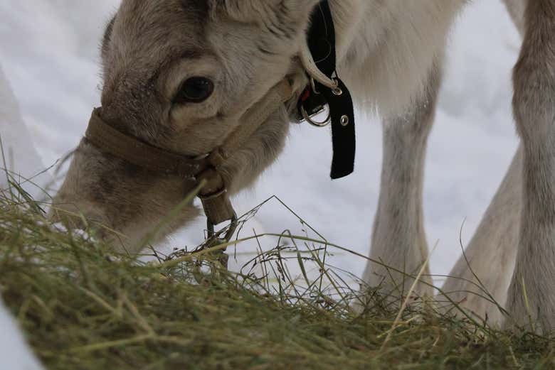 Un reno comiendo