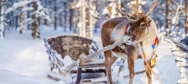 Trineo de renos y motos de nieve