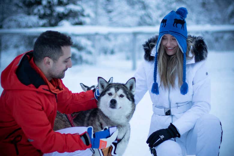 Acariciando a los perros husky
