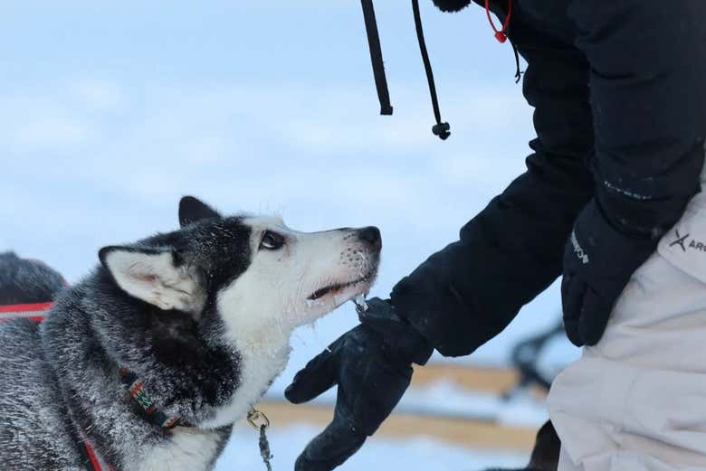 Acariciando a un perro husky