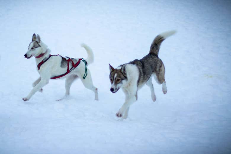 Perros husky corriendo por la nieve