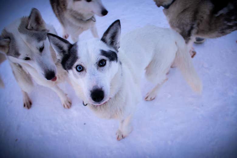 Miradas de los perros