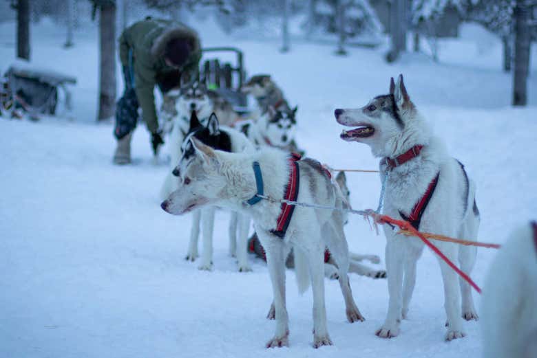 Paseo en trineo de perros por Laponia