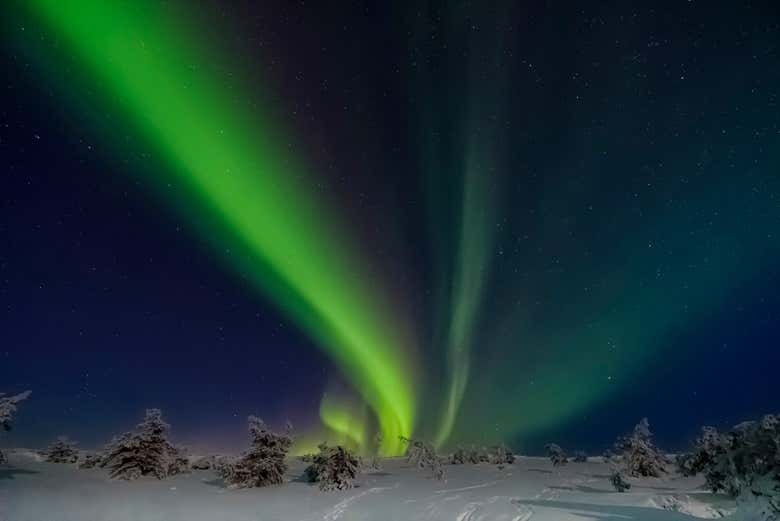Aurora boreal dançando sobre as florestas de Levi