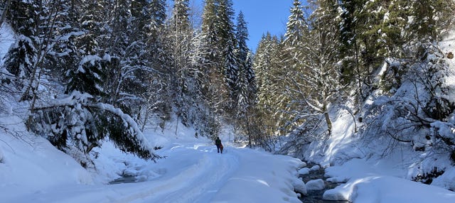 Paseo con raquetas de nieve por el Parque Pallas-Yllästunturi