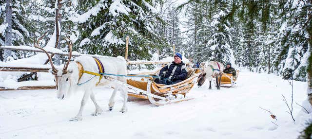 Paseo en trineo de renos con fotógrafo profesional