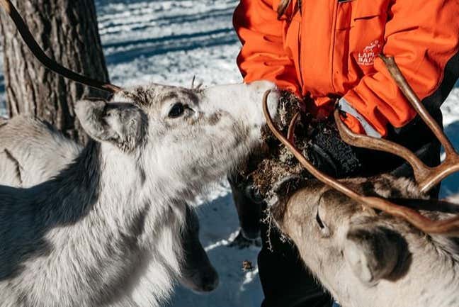 Dando da mangiare alle renne