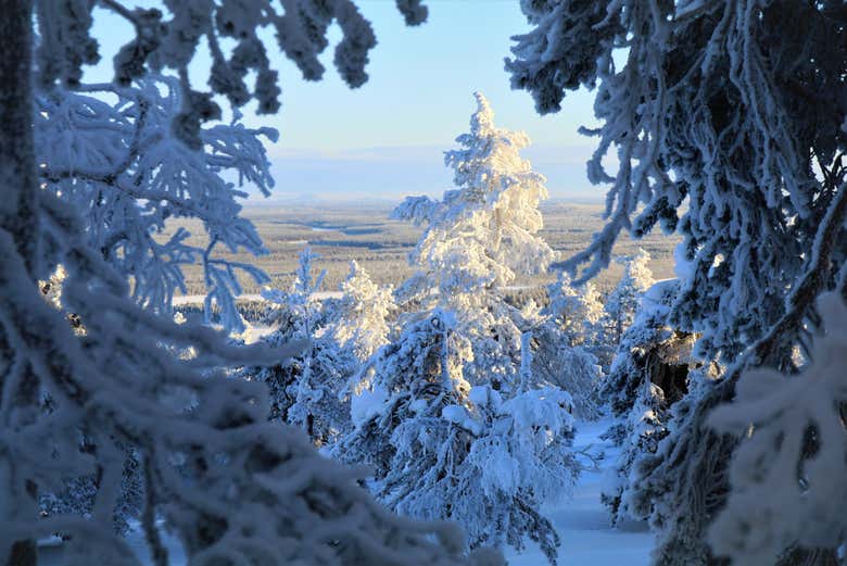 Bosque nevado de Luosto