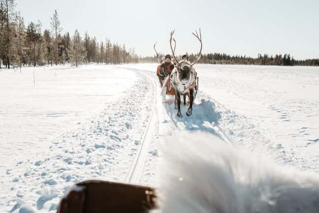 Giro in slitta trainata da renne a Luosto