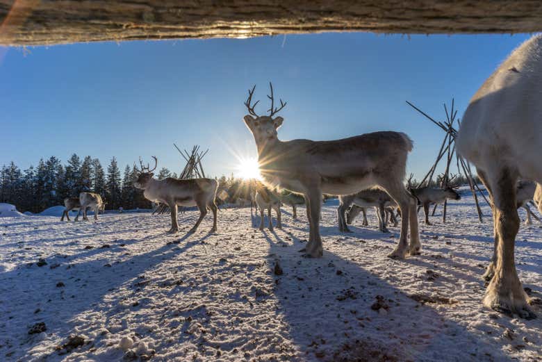 Visitando l'allevamento di renne
