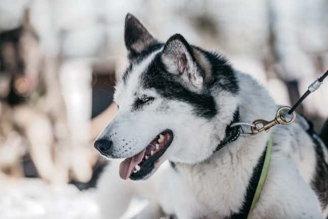 Un bellissimo husky