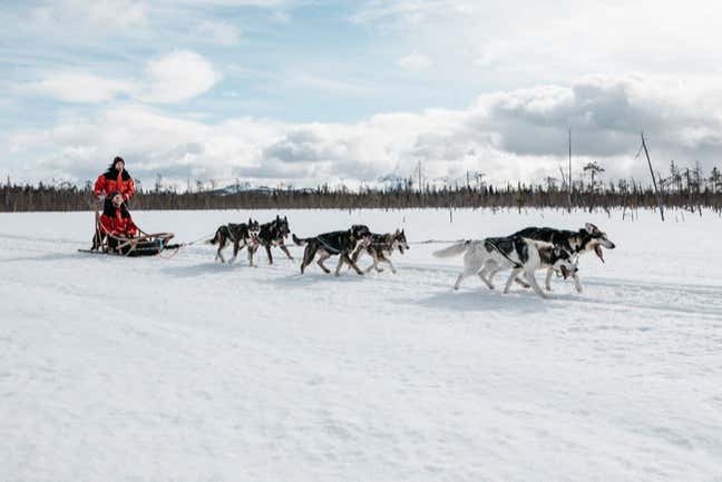 Cani husky in Finlandia