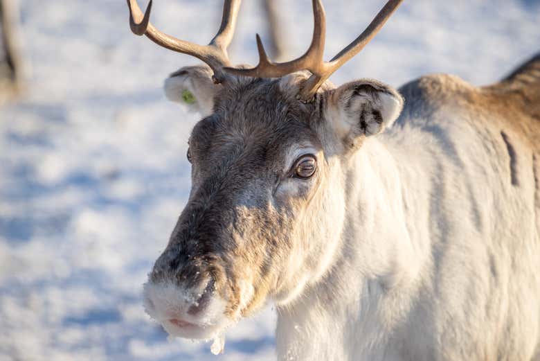A reindeer in Luosto