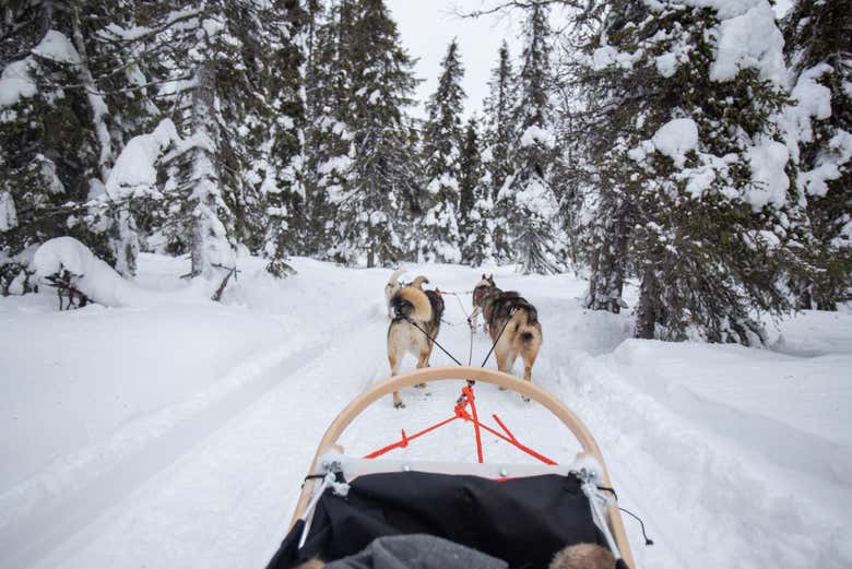 Paesaggio del giro in slitta