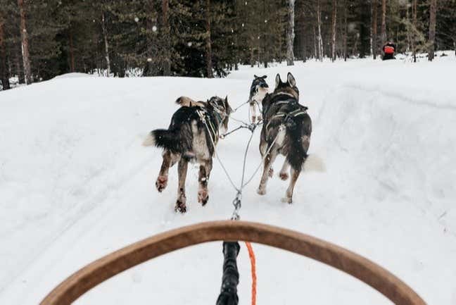 Vista dalla slitta a Luosto