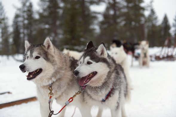 Husky Sledding Tour
