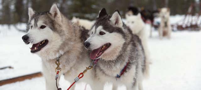 Paseo en trineo de perros husky