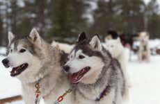 Passeio de trenó de cães husky