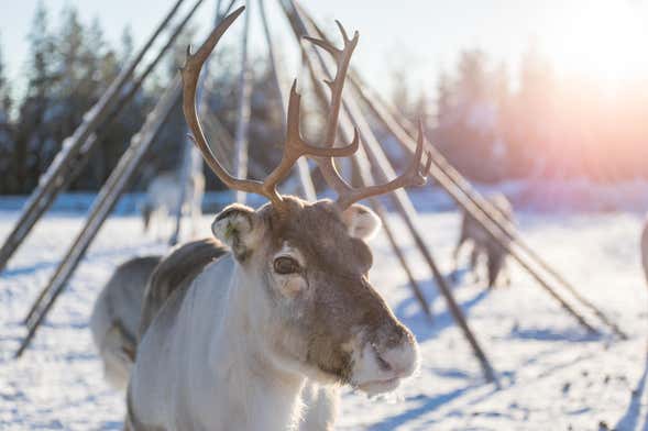 Reindeer Sleigh Ride