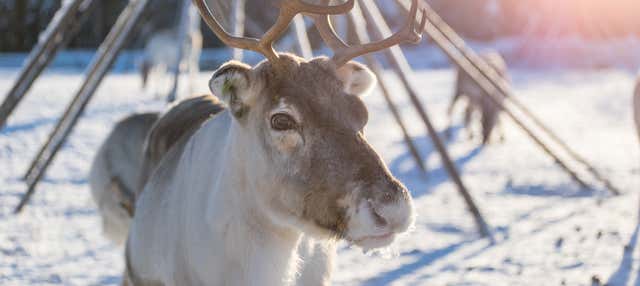 Reindeer Sleigh Ride