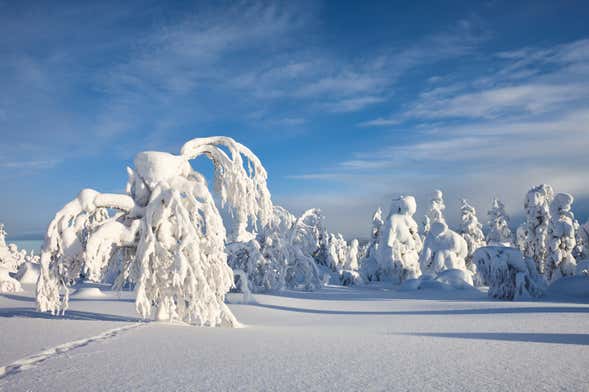 Cours de survie dans le Parc National de Pyhä-Luosto