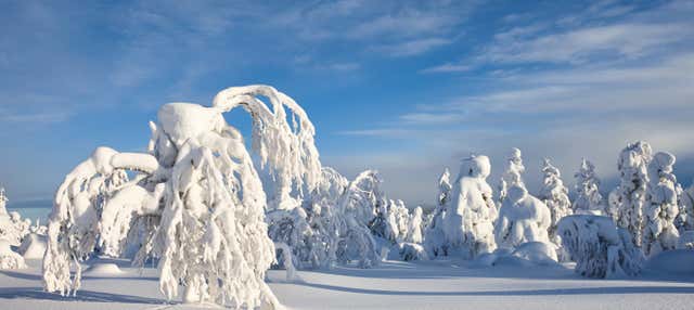 Curso de sobrevivência no Parque Nacional Pyhä-Luosto