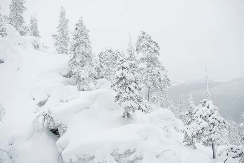 Snowy landscapes