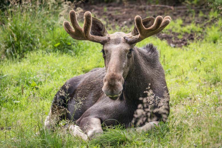 Alce en el zoo Ranua Wildlife Park