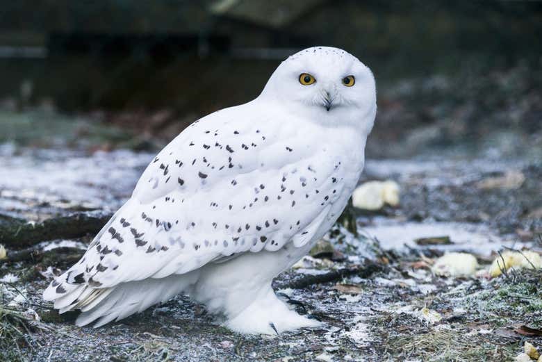 Lechuza ártica en la zona de aves del zoo